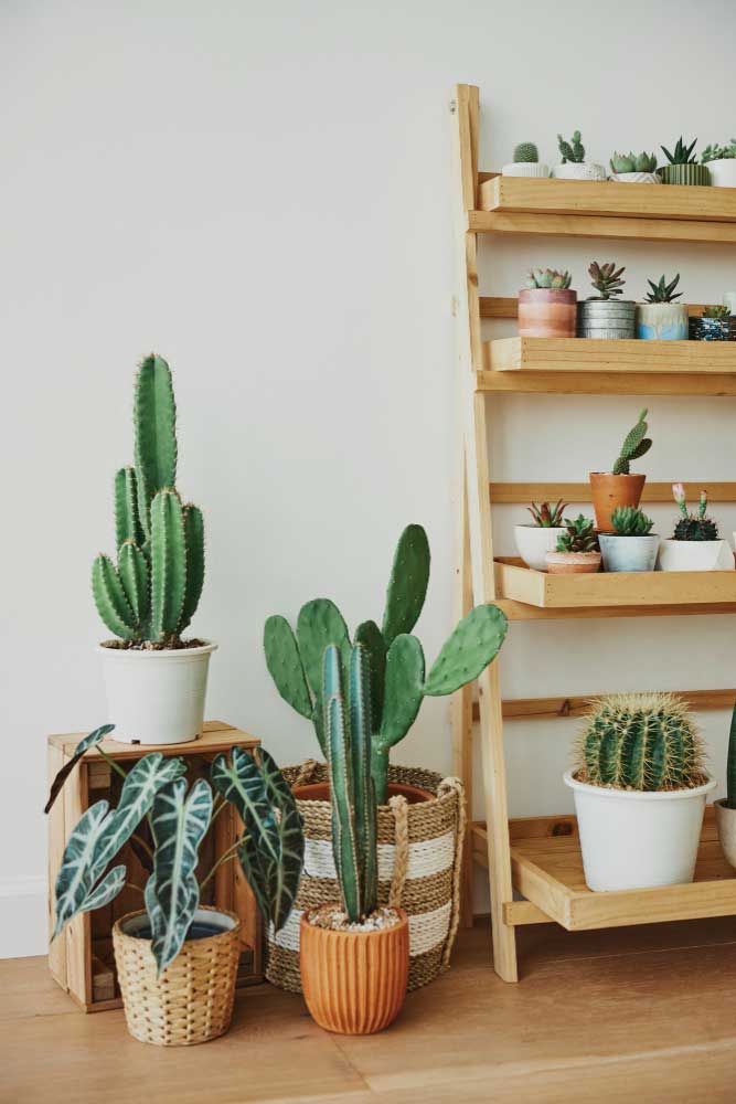 Guía Completa Para Decorar Con Cactus Y Suculentas - Imagen 2