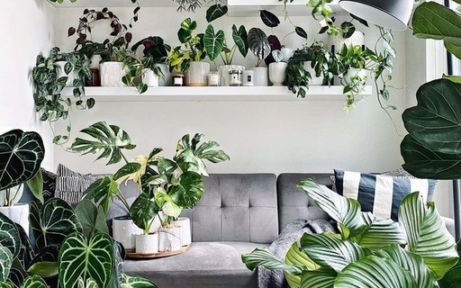 Cómo Decorar Con Plantas: Guía Para Una Casa Más Saludable Y Estilizada - Imagen 2