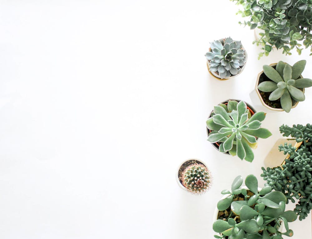 Guía Completa Para Decorar Con Cactus Y Suculentas - Imagen 1
